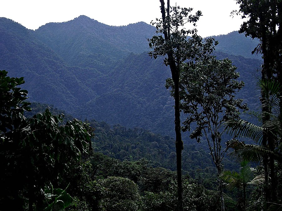 Junin's primary Cloud Forest where the copper lies