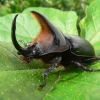 Heterogomphus beetle (Scarabaeidae) | Photo by Carlos Zorrilla