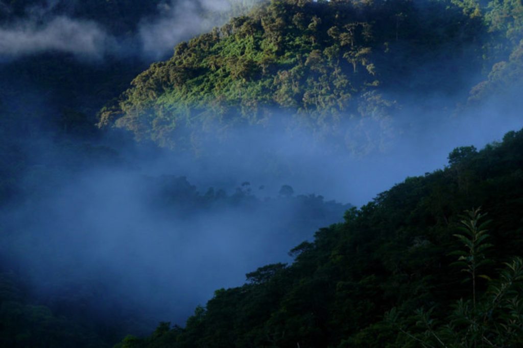 Ranas ganan a la minería. El valle de Íntag es uno de los lugares con mayor riqueza biológica de Ecuador. Fotografía de Carlos Zorrilla.